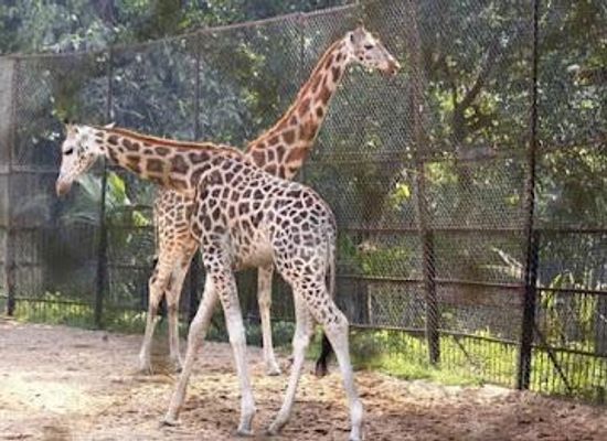 india/kolkata/attraction/alipore-zoological-garden