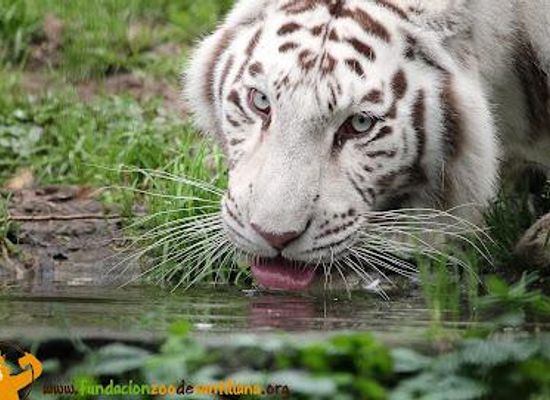 spain/santander/attraction/santillana-zoo