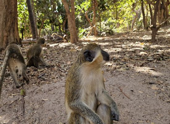 the-gambia/kombo-north/attraction/monkey-park-hiking-trail