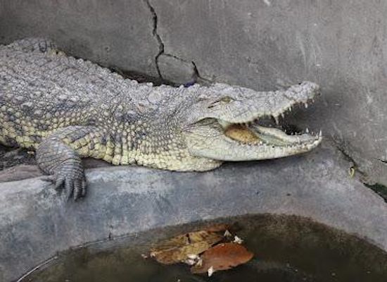 burundi/muramvya/attraction/living-museum-bujumbura-zoo
