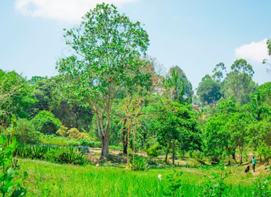 malawi/viphya-mountains/attraction/ntchezgo-garden