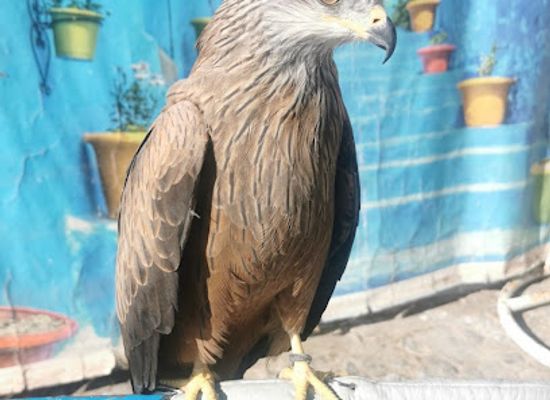 morocco/chefchaouen/attraction/hero-eagle
