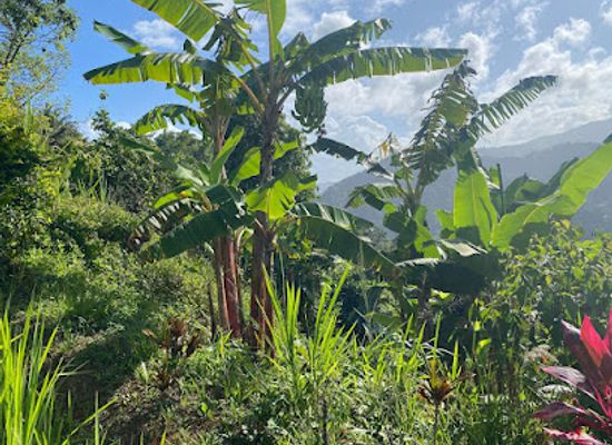 dominica/saint-david/attraction/horseback-ridge