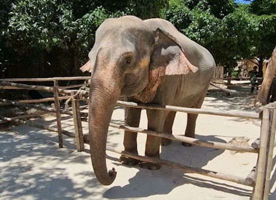 thailand/phuket-province/attraction/green-elephant-sanctuary