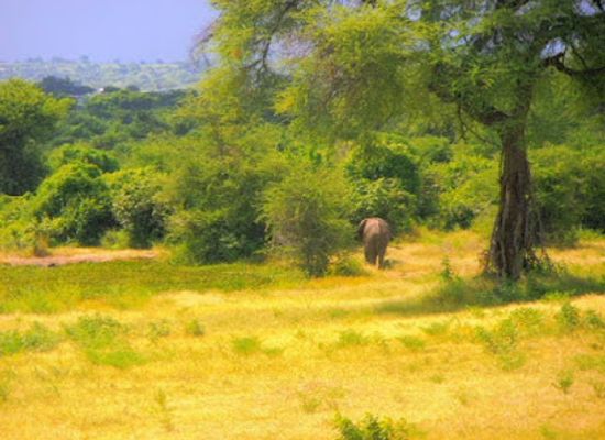 zimbabwe/mana-pools-national-park/attraction/chirundu-safari-lodge