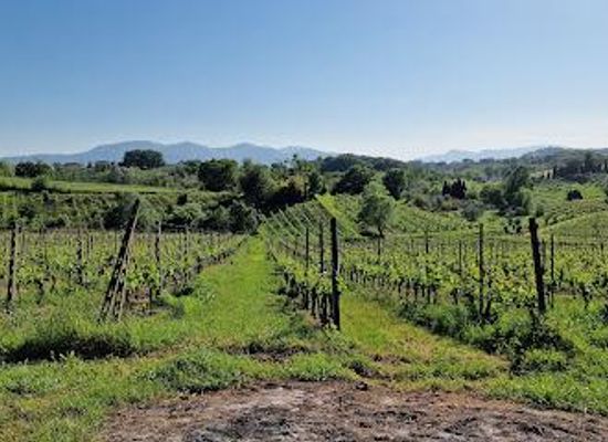 italy/tuscany/attraction/fattoria-carmignani