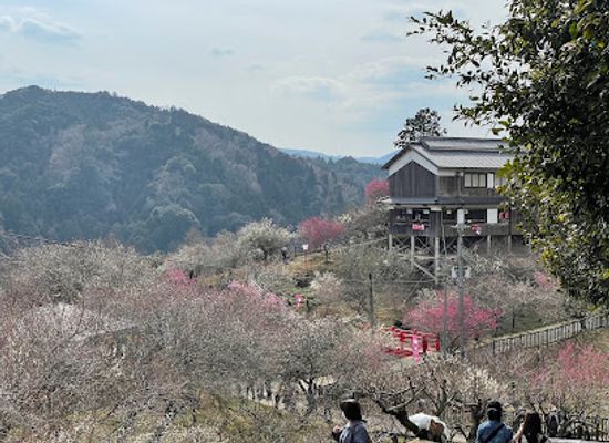 japan/nara-countryside/attraction/tsukigase-plum-grove