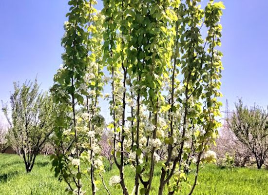 pakistan/quetta/attraction/garden-town-park