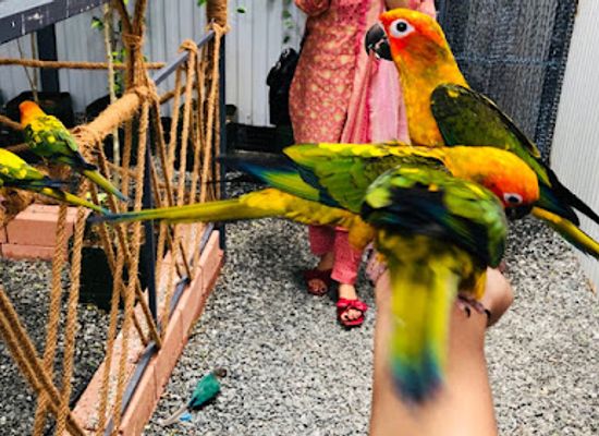 india/kozhikode/attraction/birds-park-calicut