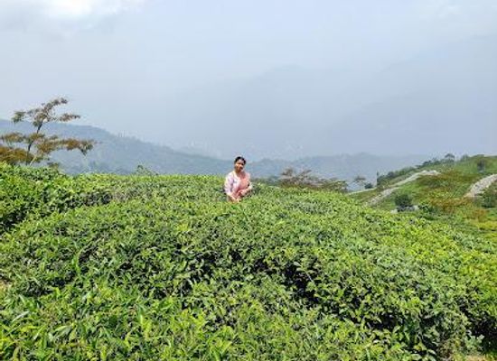 india/gangtok/attraction/tea-garden-view