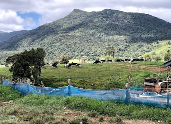 sri-lanka/hill-country/attraction/ambewela-farm