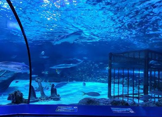 south-carolina/myrtle-beach/attraction/ripley-s-aquarium-of-myrtle-beach