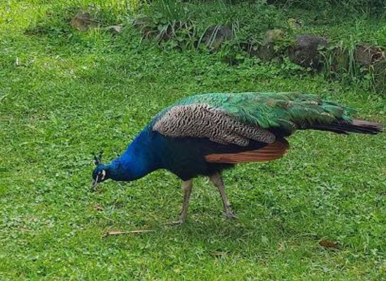 australia/central-coast/attraction/new-gokula-farm