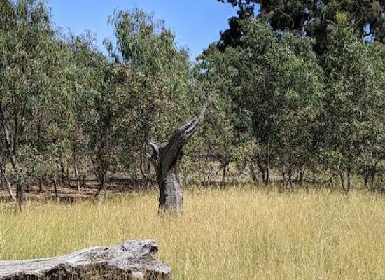 australia/central-victoria/attraction/woodlands-historic-park