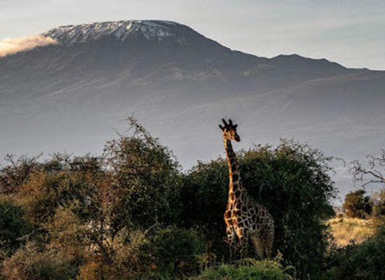 kenya/kilimanjaro-region/attraction/kilimanjaro-bound-ltd