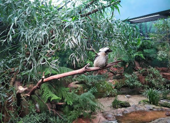 washington/seattle/attraction/woodland-park-zoo