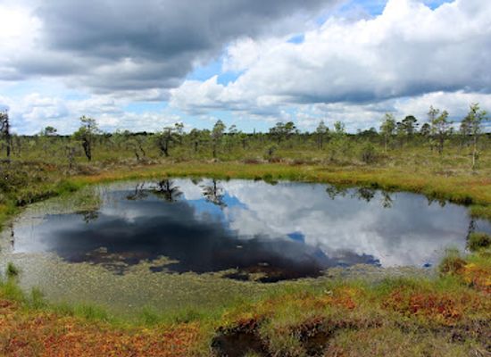 estonia/parnumaa/attraction/kuresoo-vaatetorn