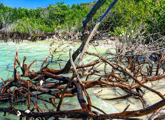 florida/treasure-coast/attraction/mangrove-shell-tree