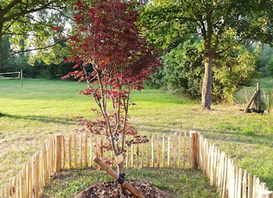 belgium/leuven/attraction/de-boom-van-arthur