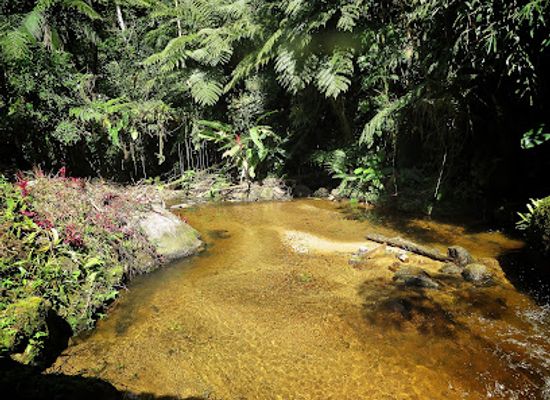 brazil/mata-dos-cocais/attraction/trilha-dos-tucanos