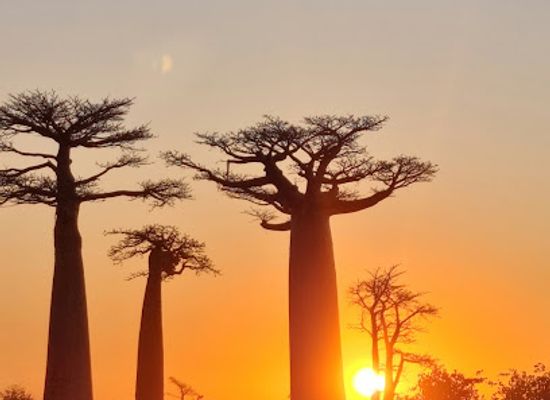 madagascar/atsimo-andrefana/attraction/couche-de-soleil-allees-baobab
