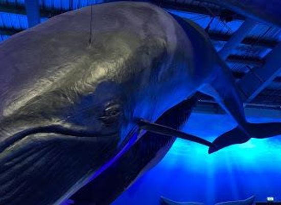 iceland/hafnarfjordur/attraction/whales-of-iceland