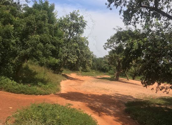 ghana/tamale/attraction/nobisco-forest