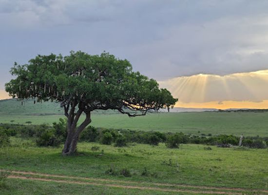 kenya/maasai-mara-national-reserve/attraction/safari-picnic-tree
