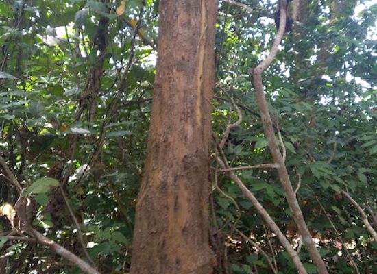 ghana/kwahu/attraction/kalakpa-resource-reserve