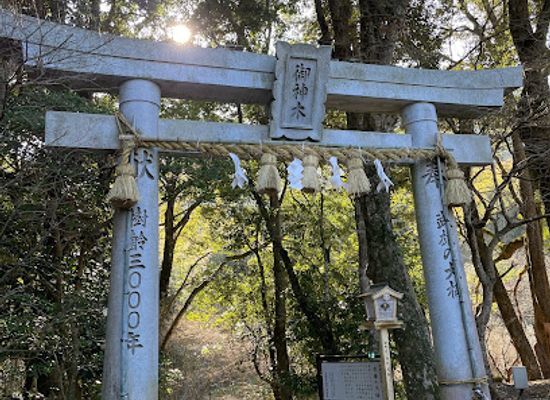 japan/bungo/attraction/the-great-camphor-tree-of-takeo-takeo-no-okusu