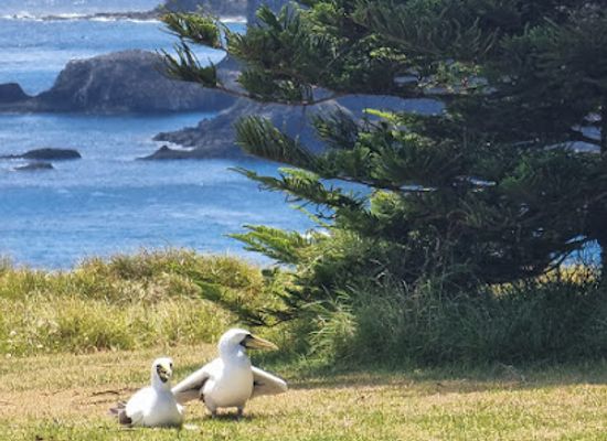 norfolk-island/nepean-island/attraction/bird-breeding-grounds-lookout