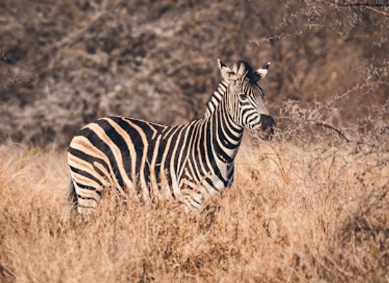 south-africa/lowveld/attraction/askari-wilderness-conservation-programme