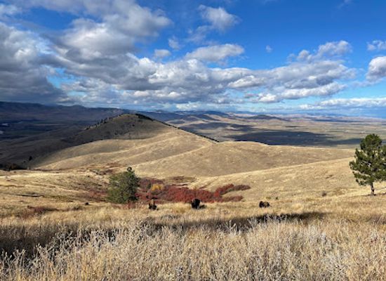 montana/eastern-montana/attraction/cskt-bison-range