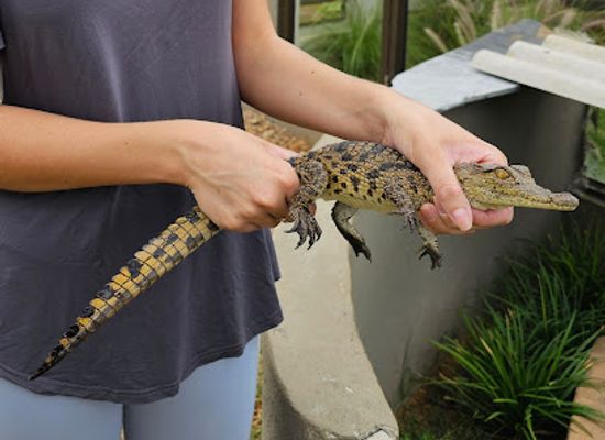 zimbabwe/bulawayo/attraction/ndoro-reptile-education-centre