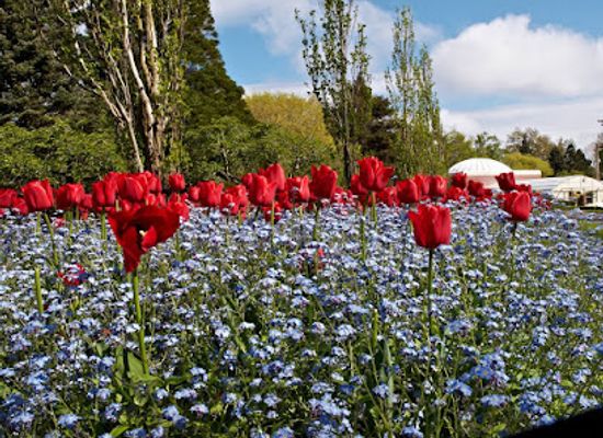 new-zealand/invercargill/attraction/steans-centennial-winter-gardens