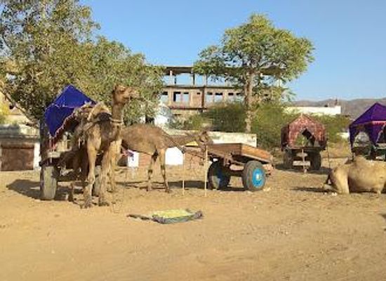 india/pushkar/attraction/pushkar-desert-safari