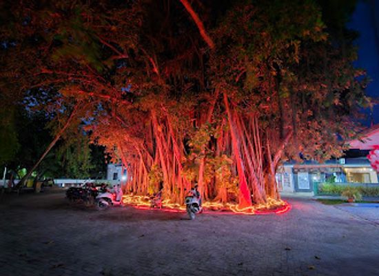 maldives/ari-atoll/attraction/the-big-banyan-tree