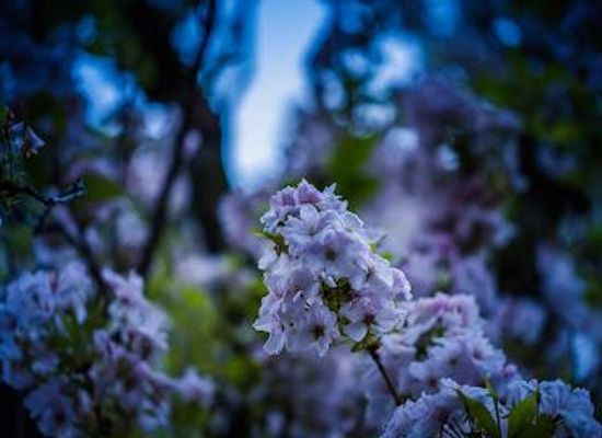 germany/bonn/attraction/cherry-blossom-bonn-kirschblute-bonn