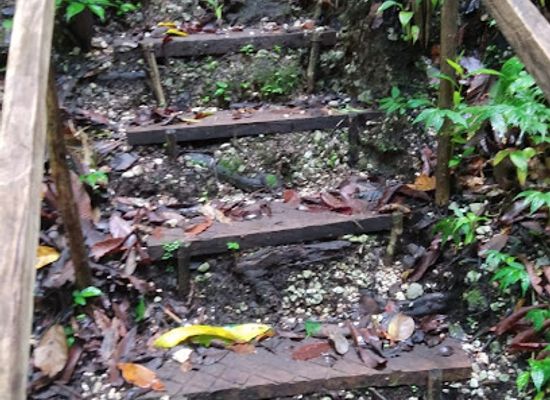 solomon-islands/malaita-province/attraction/ferafolia-forest-trail