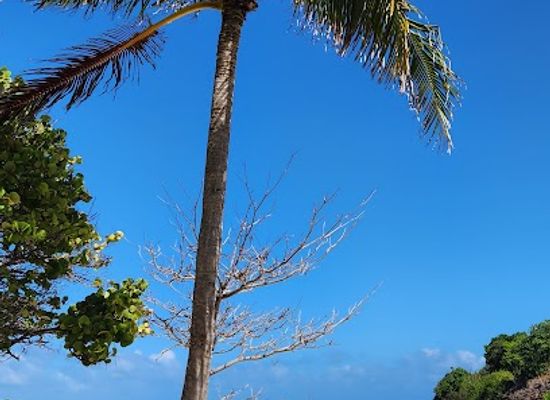 saint-vincent-and-the-grenadines/tobago-cays-marine-park/attraction/petit-rameau