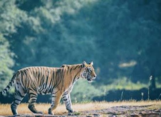 india/ranthambore/attraction/ranthambore-national-park