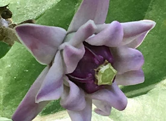 thailand/surat-thani/attraction/learning-center-conserving-thai-flora-pannipar-kham-mongkol-baan-suan-nara-phiriyam