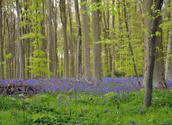 belgium/mons/attraction/hallerbos