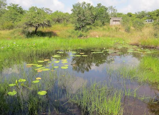 eswatini/lowveld/attraction/bird-hide