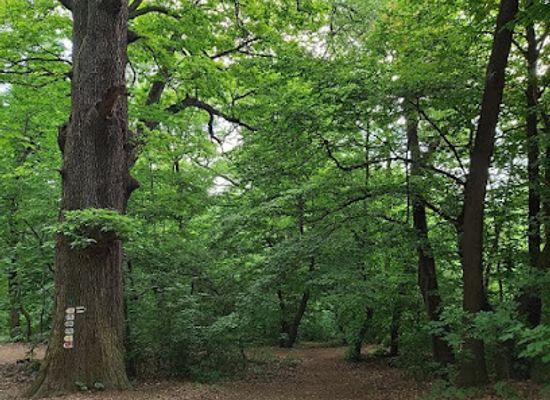 hungary/central-hungary/attraction/wwf-hungary