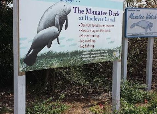 florida/space-coast/attraction/manatee-observation-deck