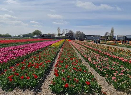 netherlands/bollenstreek/attraction/dutch-bulbs-com-flower-bulbs-from-holland