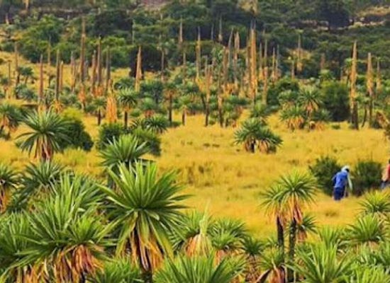 ethiopia/wollo/attraction/borena-sayint-worehimenonational-park