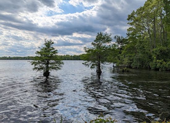 virginia/great-dismal-swamp-national-wildlife-refuge/attraction/washington-ditch-trail