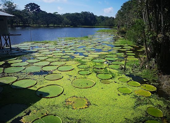 colombia/leticia/attraction/reserva-flor-de-loto